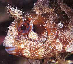 poisson.jpg (12611 octets)