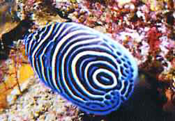 poissons.jpg (9437 octets)