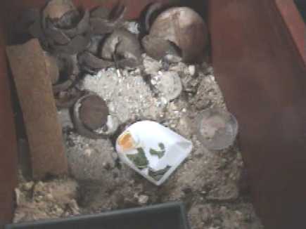biotopecrabe.jpg (11769 octets)