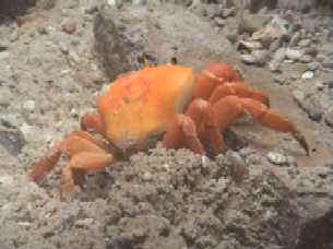 crabe.jpg (10930 octets)