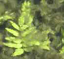 veg4p1.jpg (3209 octets)